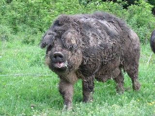 mangalitza4.jpg