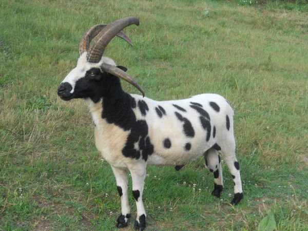 rammy_1.jpg