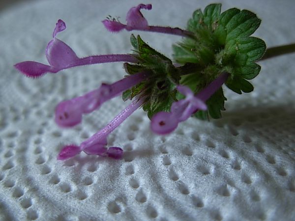 DSCN9856