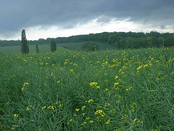 DSCN0287