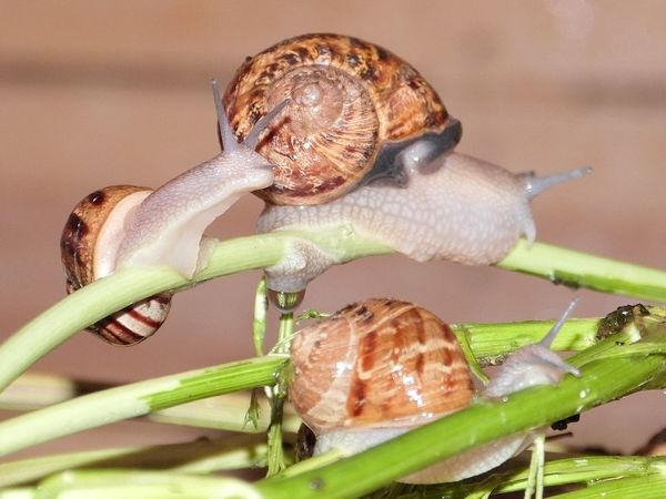 escargots-juin-2013.jpg