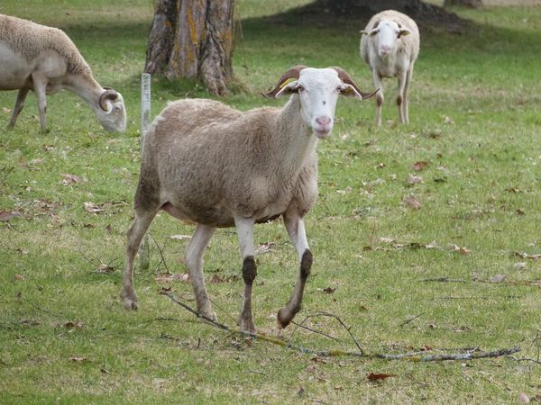 chevre-luchon.jpg