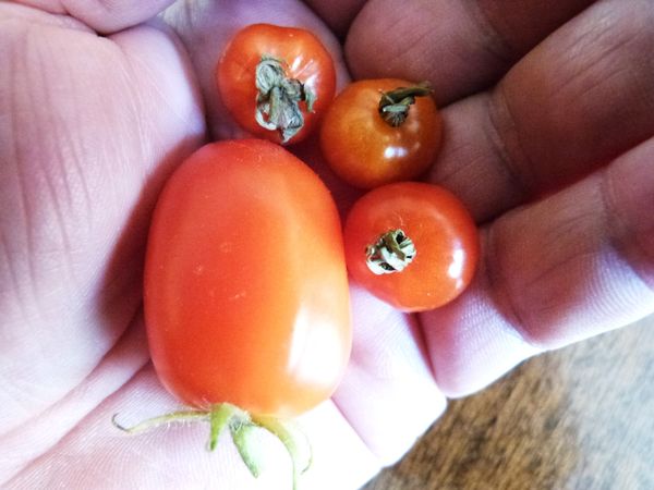 tomatesP1020324.jpg