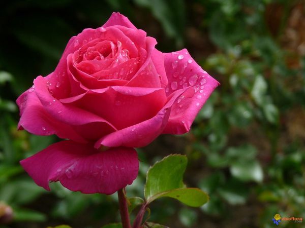 rose-fuchsia-visoflora-56136