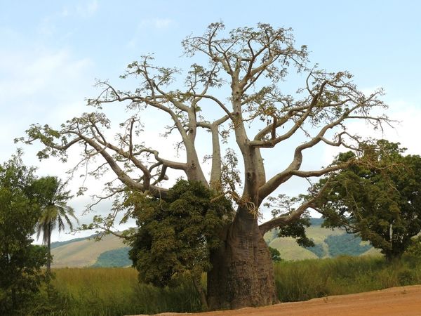 baobab-brazza