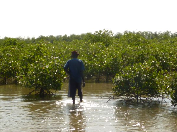 4---Acces-vers-la-mangrove.JPG