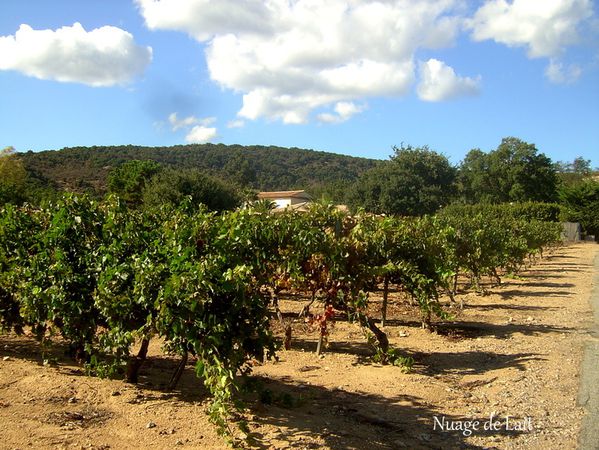 vignes Grimaud