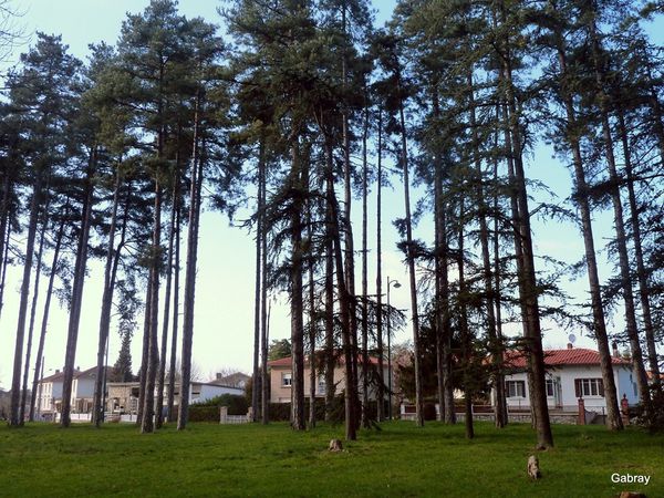w03 - Des maisons et des sapins