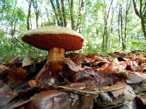 bolet-2011-08-07.JPG