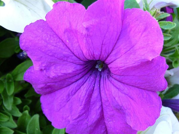 petunia-violette.JPG