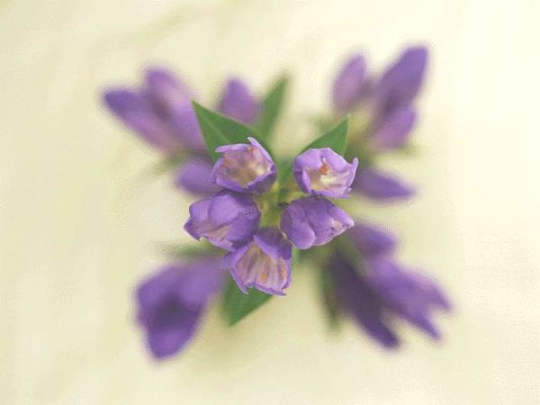 bouquet-fleurs-violettes.jpg