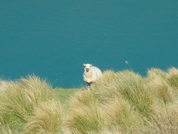 NZ