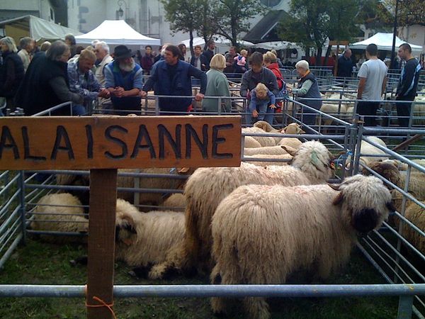 2010-10 foire moutons 04