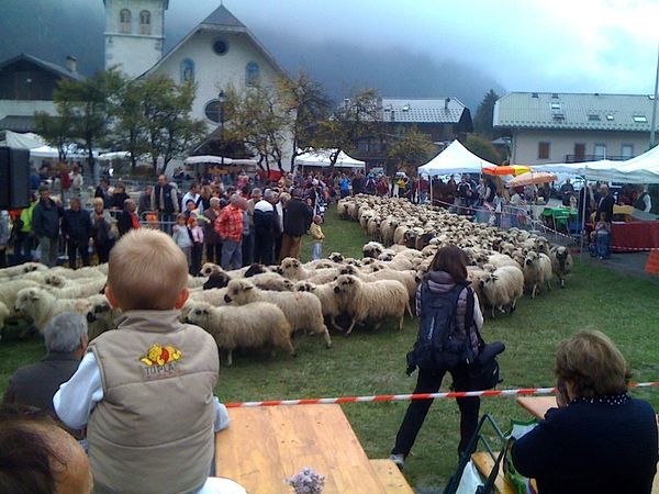 2010-10 foire moutons 07