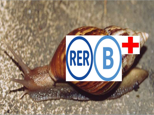 rerb-escargot.png