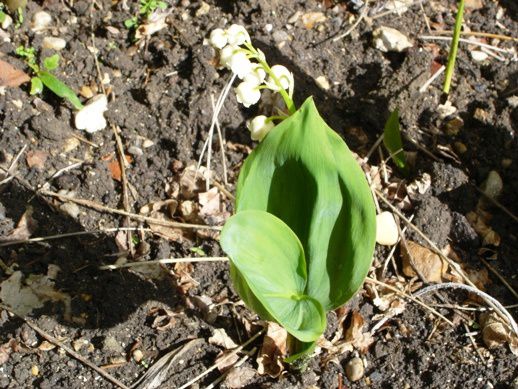 muguet1.JPG