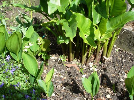 muguet2.JPG