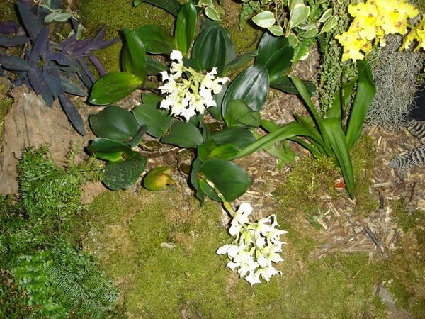 orchideessansnom.JPG