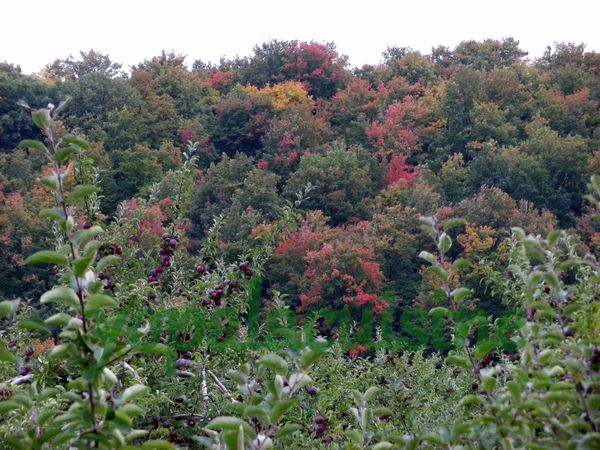 automne
