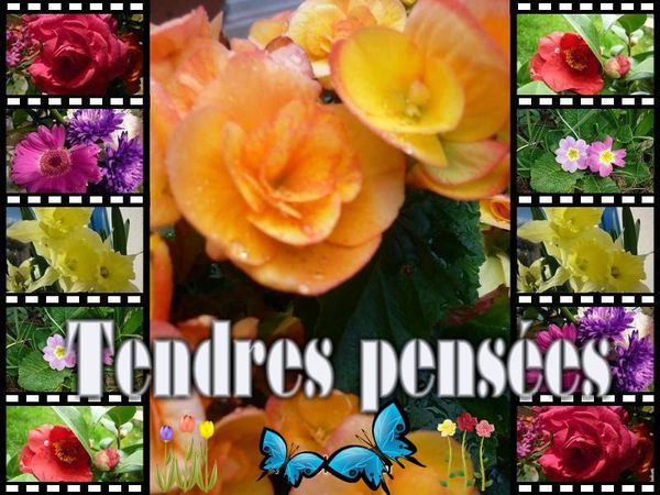 tendres-pensees.p.jpg