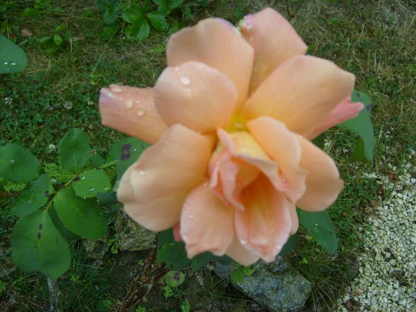 008-copie-2.jpg