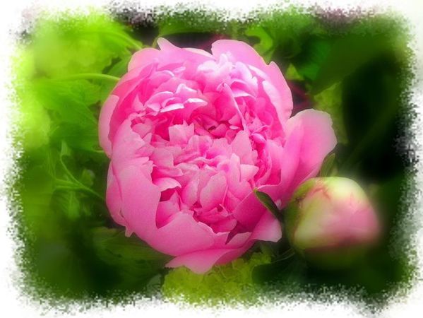 belle-pivoine-du-mois-04-2011.jpg