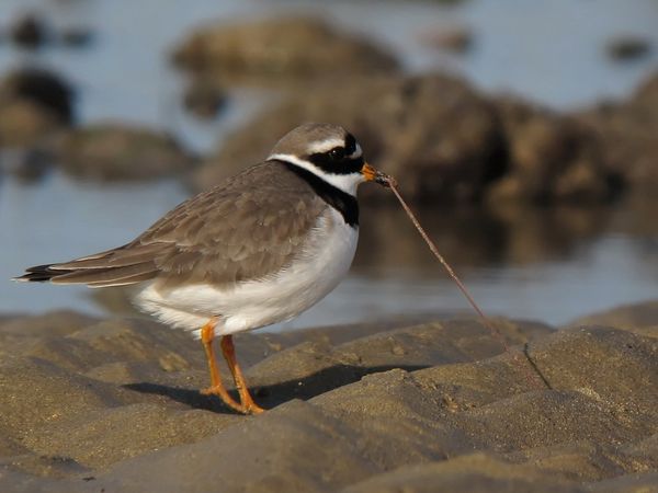 lpo-charente-maritime 6033 grand gravelot Oleron 17 DxO