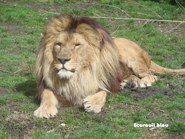 lion