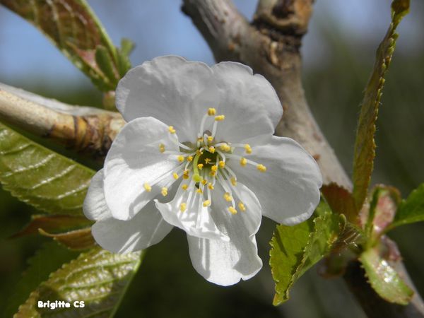 cerisier2