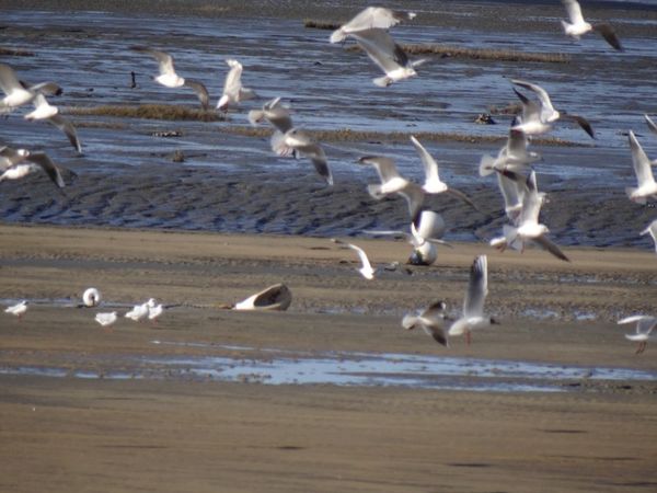 vmouette2