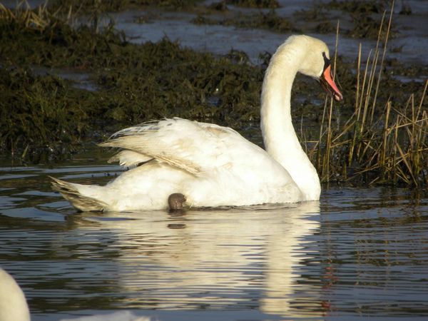 cygnes7