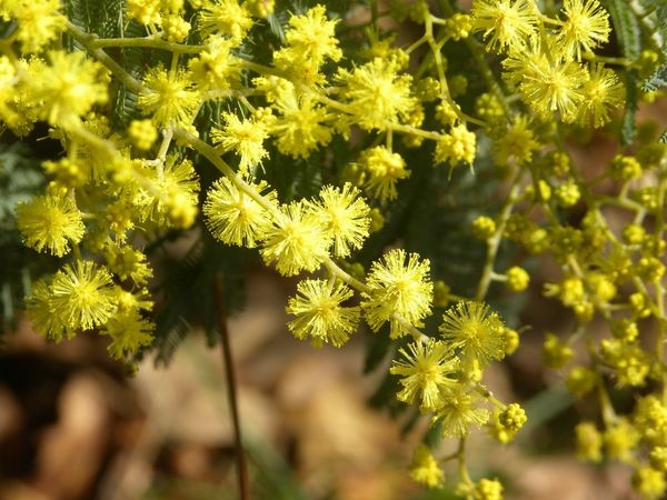 mimosa2