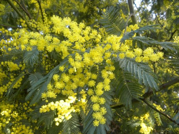 mimosa4