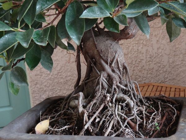 ficus20 2