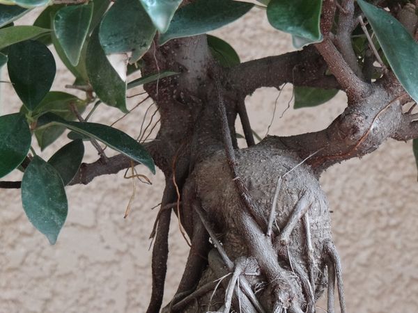 ficus20 3