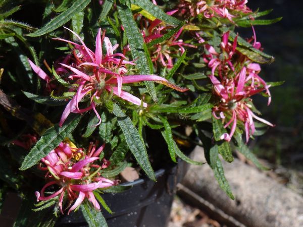 rhodo4