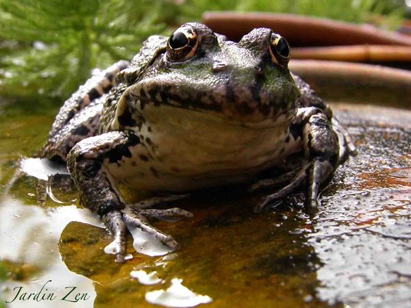 Grenouille2