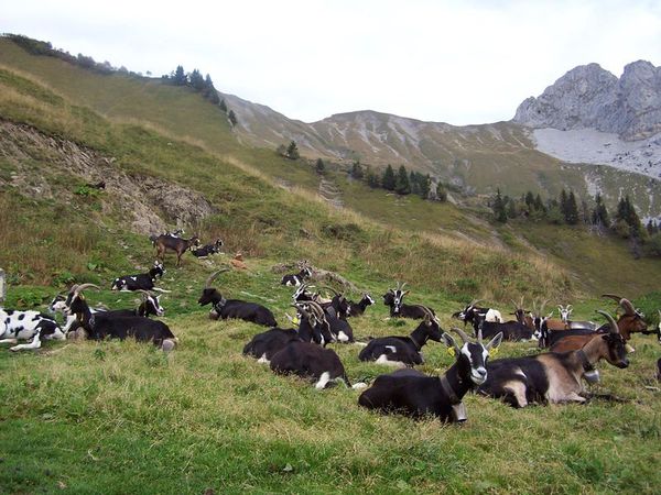 chèvres des Savoie photo Y. Lachenal