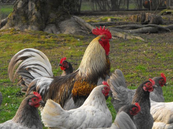 poule Limousine photo G. ROUMILHAC