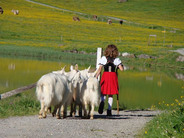 chèvres d' Appenzell et fillette - source facebook Esteban