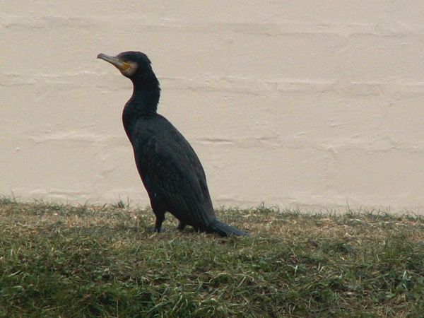corm05.jpg