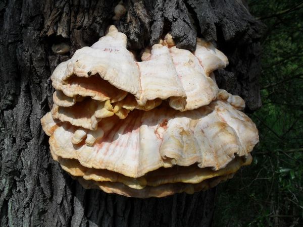 champignon.jpg