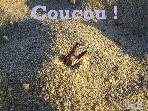 Coucou