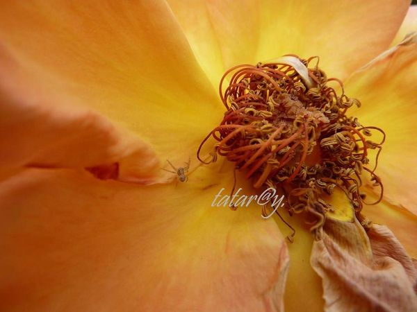 P1050488R