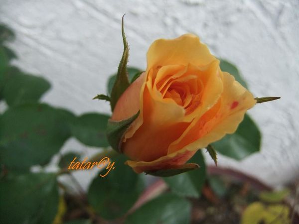 DSCF1777R.JPG