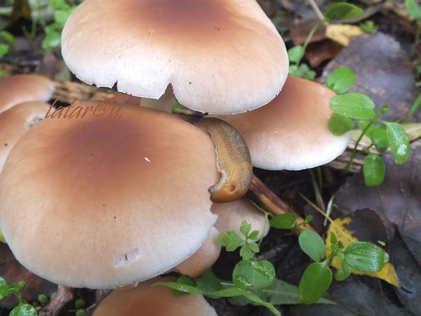 2-DSCF8842.JPG