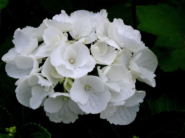 hortensia-blanc-02.JPG