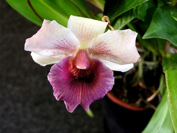 Cochleanthes-Moliere.JPG