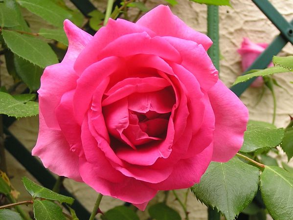 Rose-jardin-06.JPG
