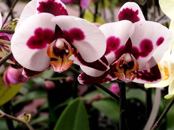 Ph-tropic--2-.JPG